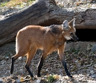 Arcic fox  Wolf