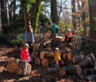 Into the woods