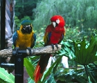 Macaws - Oahu