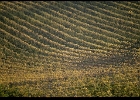vineyard1  Vineyards, Tuscany
