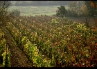 vineyard2  Vineyards, Tuscany
