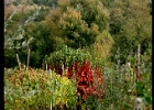 vineyard3  Vineyards, Tuscany