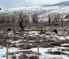 Three moose grazing