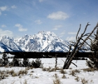 Dead tree at Teton overlook