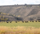 Cattle near town