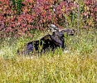 Moose in grass