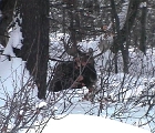 Moose on ski trail