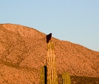 Vulture on cactus