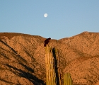 Moon, cactus, vulture