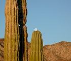 Moon on cactus