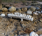 Whale spine
