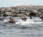 Sea lion frenzy