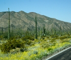 Central Baja desert