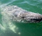 Whale calf