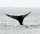 Whale fluke