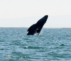 Breeching whale