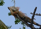 D8C 2735d  Iguana in tree