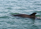 D8C 2793k  Dolphin