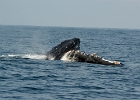 D8C 2885t  Two humpbacks