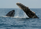D8C 2886u  Two humpbacks