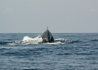 D8C 2910f  Whale