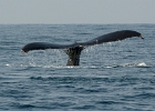 D8C 2913a  Whale tail