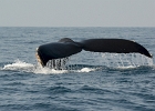 D8C 2917b  Whale fluke