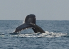 D8C 2937g  Whale diving