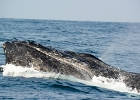 D8C 2964i  Whale breeching