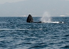 D8C 2973m  Whale "posting"