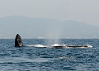 D8C 2979o  Whales