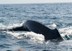 D8C 2996a  Approaching whale