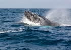 D8C 3006p  Whale breeching