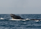 D8C 3009r  Whale