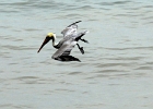 D8C 3080  Diving pelican