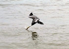 D8C 3081  Pelican catching a fish