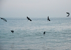 D8C 3172b  Diving pelicans