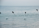D8C 3173c  Diving pelicans