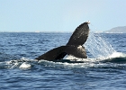 D8C 3299  Whale