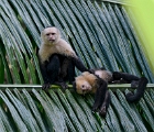 Capuchins