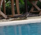 Poolside iguana