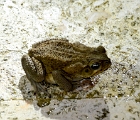 Poolside frog