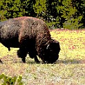 jhsept2012 (5) 4224  Bison, Yellowstone