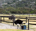 D8S 2372  Ostrich farm