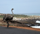 D8S 2412  Ostrich on road