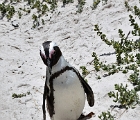 D8S 2464  Penguin