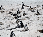 D8S 2486  Penguins brooding