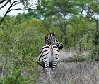 D8S 2658  Zebra