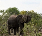 D8S 2671  Bull elephant