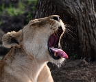 D8S 2736  Yawning lioness